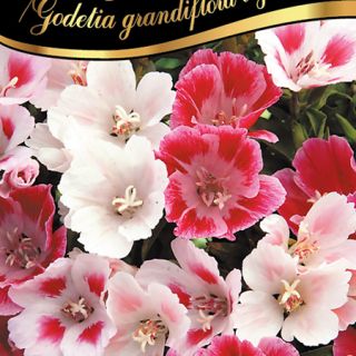 Годеция/Godetia grandiflora azal./