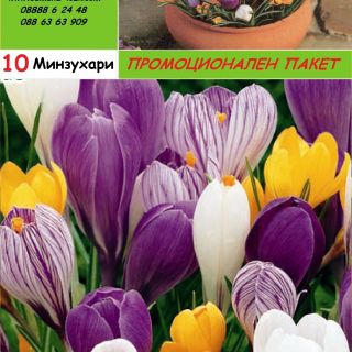 Едроцветни минзухари MIX-10бр.