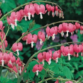 Dicentra SPECTABILIS PINK-1бр