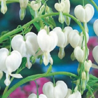 Dicentra SPECTABILIS WHITE-1бр.