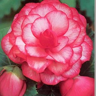 Begonia CAMELLIA FLORA