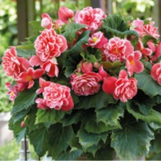Begonia CAMELLIA FLORA