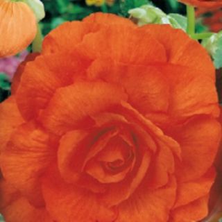 Begonia Double ORANGE
