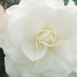 Begonia Double WHITE