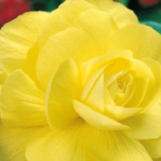 Begonia Double YELLOW