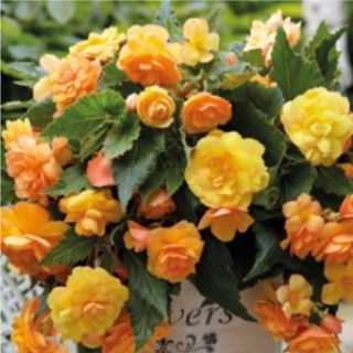 Begonia Double Pendula Yellow