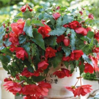 Begonia Double Pendula Pink