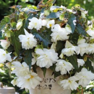 Begonia Double Pendula White