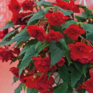 Begonia Double Pendula RED