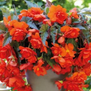 Begonia Double Pendula ORANGE