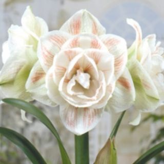 Amaryllis DOUBLE NYMPH
