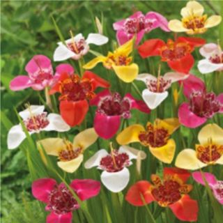 Tigridia Pavonia Mixed- 12бр.