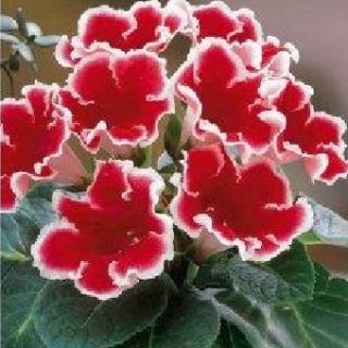 Gloxinia/каменно цвете/ KAISER FRIEDRICH