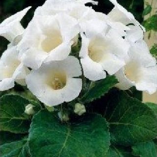 Gloxinia/каменно цвете/MONT BLANC