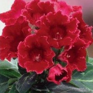 Gloxinia/каменно цвете/ROI DES ROUGES