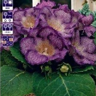 Gloxinia/каменно цвете/TIGRINA BLUE