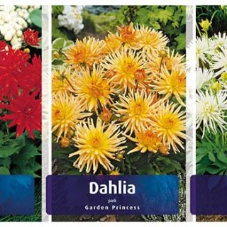 Шоубокс DAHLIA BORDER / САКСИЙНИ/-100бр.