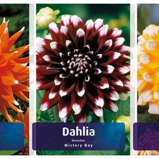 Шоубокс DAHLIA DECORATIVE BICOLOR-100бр.