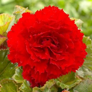 Begonia Fimbriata RED