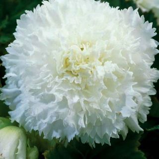 Begonia Fimbriata WHITE