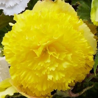 Begonia Fimbriata YELLOW