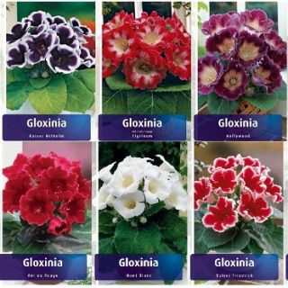 Комплект 10бр .GLOXINIA /Каменно цвете/