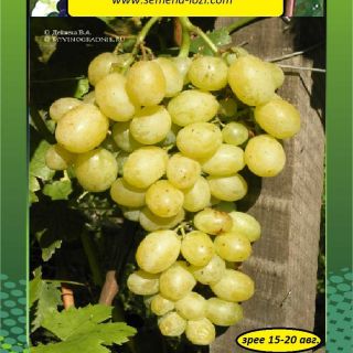 ЛАНСЕЛОТ -КОМПЛЕКСНО УСТОЙЧИВ