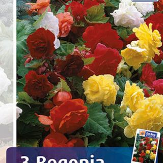 Begonia Double MIX - 3бр.