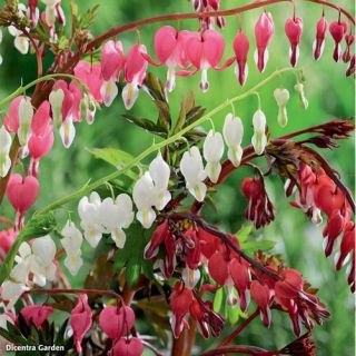 Dicentra SPECTABILIS RED VALENTINE-1бр