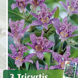 ГРАДИНСКА ОРХИДЕЯ Tricyrtis Hirta- 3бр.