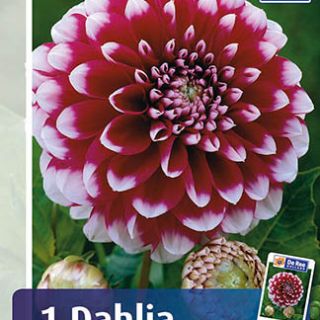 DAHLIA DECORATIVE Edinburgh