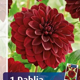 DAHLIA DECORATIVE Arabian Night