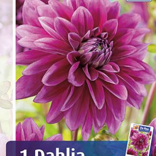 DAHLIA DECORATIVE Le Baron