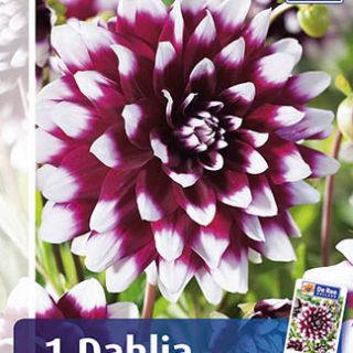 DAHLIA DECORATIVE Mistery Day