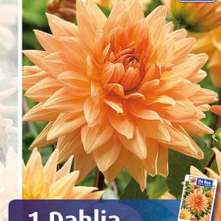 DAHLIA DECORATIVE Noordwijks Glorie