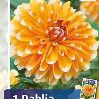 DAHLIA DECORATIVE Orange Duet