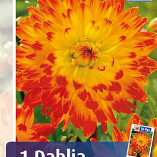 DAHLIA DECORATIVE Procyon