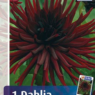 DAHLIA Cactus Nuit Dete