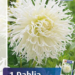 DAHLIA FRINGED Tsuki Yori No Shisha