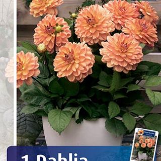 DAHLIA GO-GO САКСИЙНА Orange