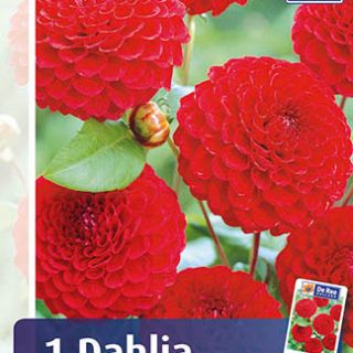 DAHLIA Pompon Nescio