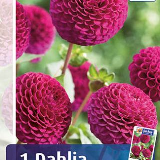 DAHLIA Pompon Rocco