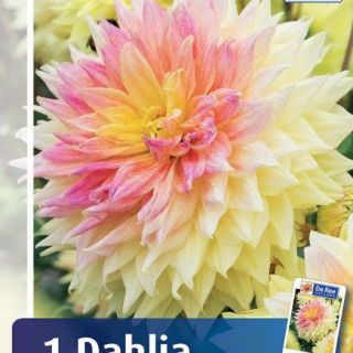 DAHLIA Едроцветна Advance