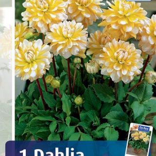 DAHLIA PARK САКСИЙНА Seattle