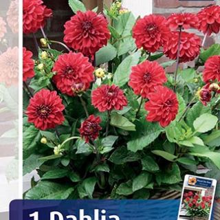 DAHLIA GO-GO САКСИЙНА Red