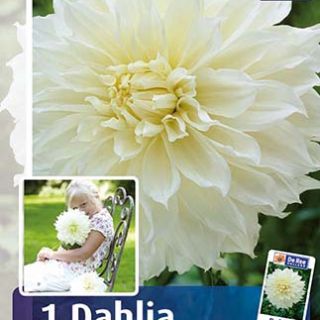 DAHLIA Едроцветна Fleurel