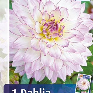 DAHLIA DECORATIVE Crazy Love