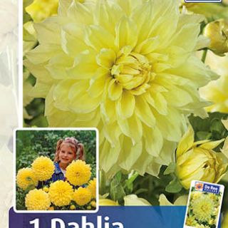 DAHLIA Едроцветна Kelvin Floodlight