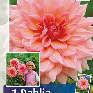 DAHLIA Едроцветна Ottos Trhill