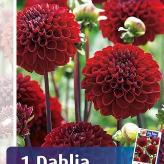 DAHLIA Pompon Viking